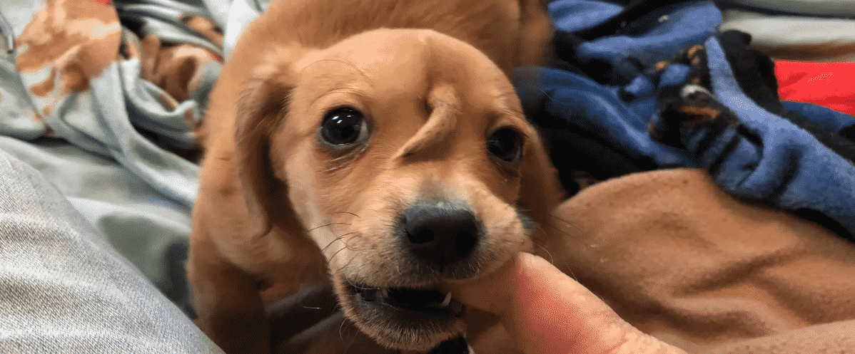 ألمانيا عجوز ستيني يفارق الحياة بعد أن قام كلبه بلعق وجهه